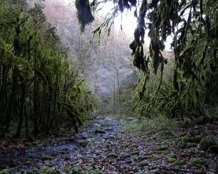 прогулка по самшитовому лесу в Абхазии